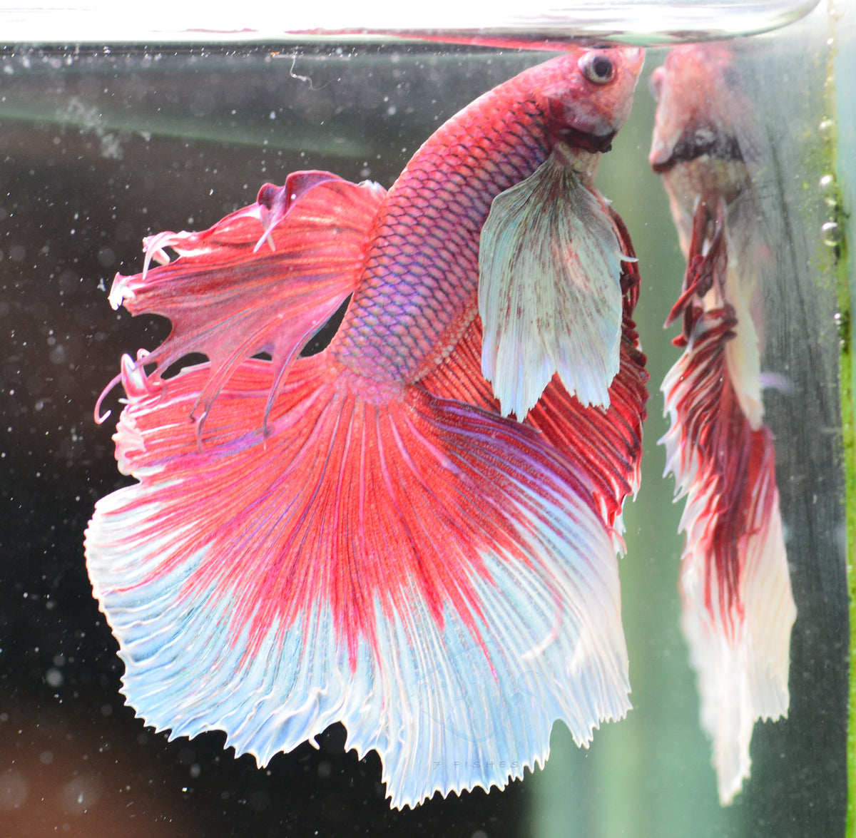 Lavender Dumbo Halfmoon Male