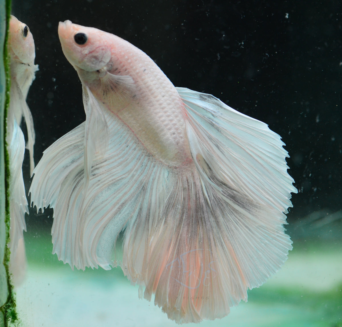 Platinum Halfmoon Male