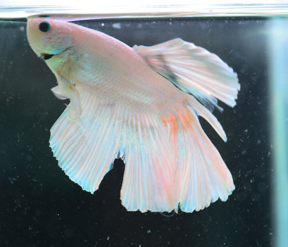 Platinum Halfmoon Male
