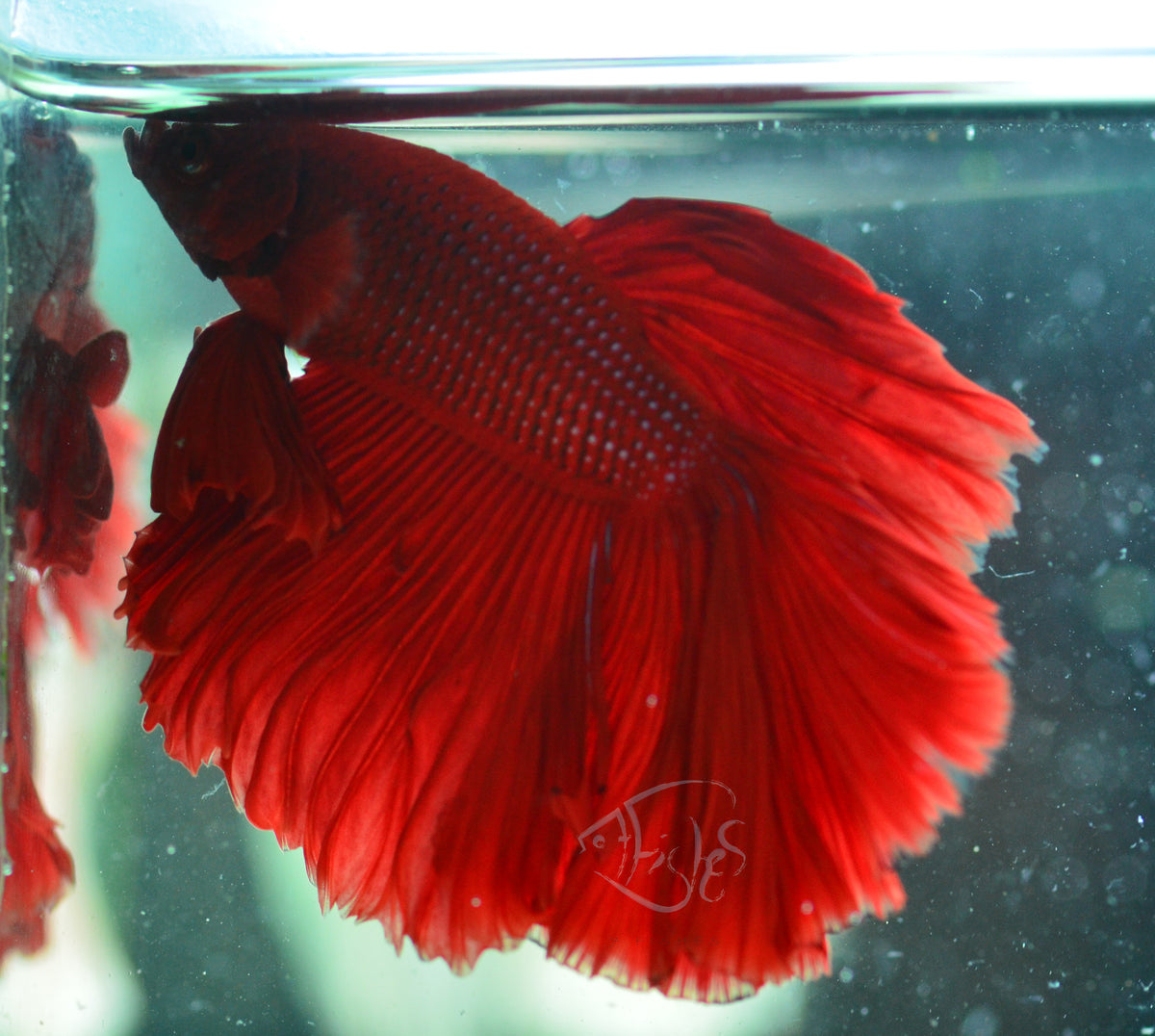 Red Halfmoon Male