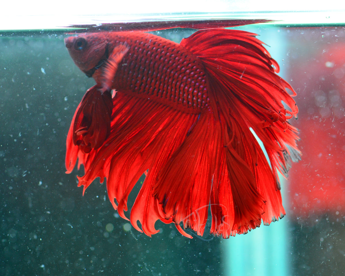 Red Halfmoon Male