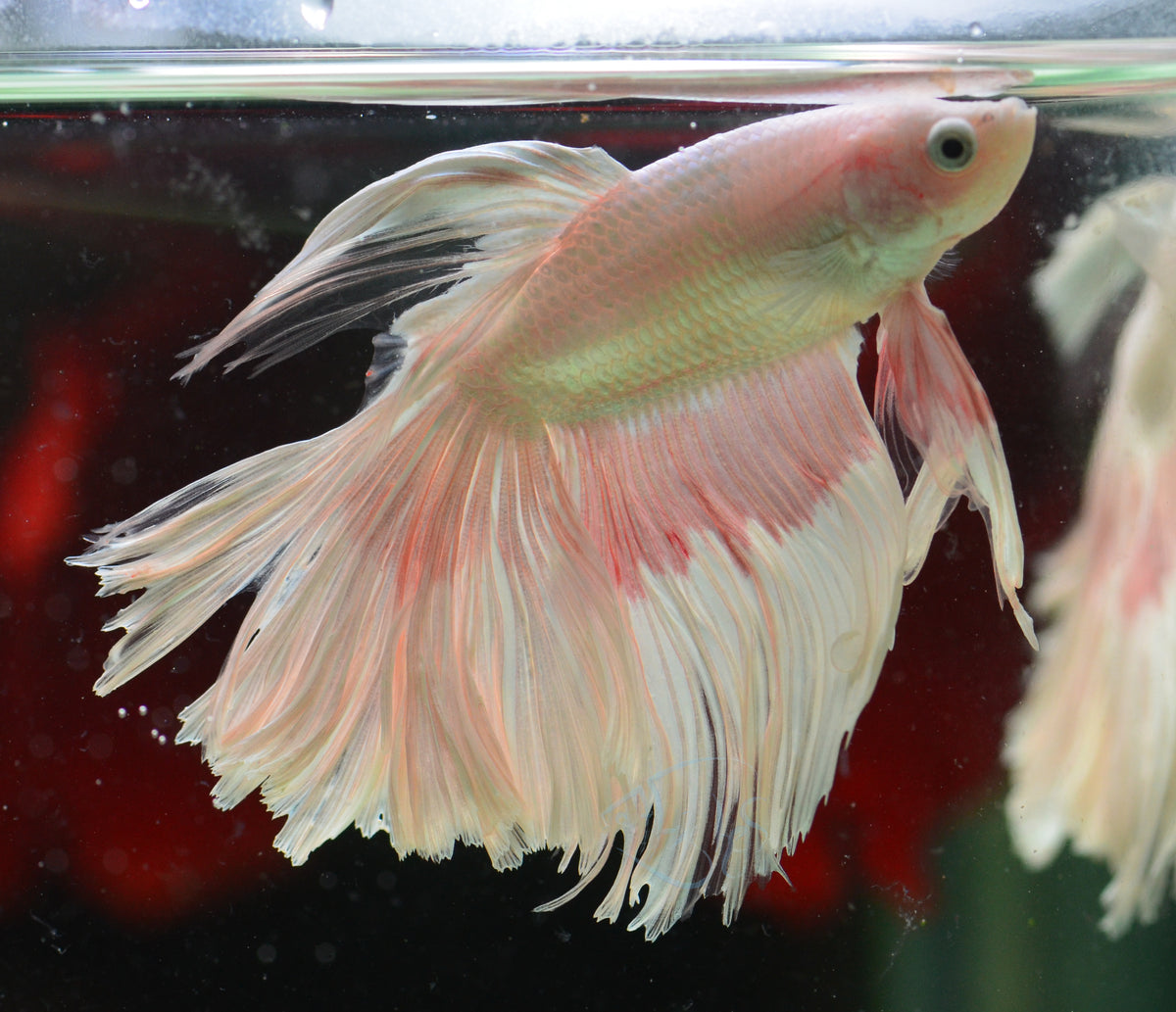 Platinum Halfmoon Male