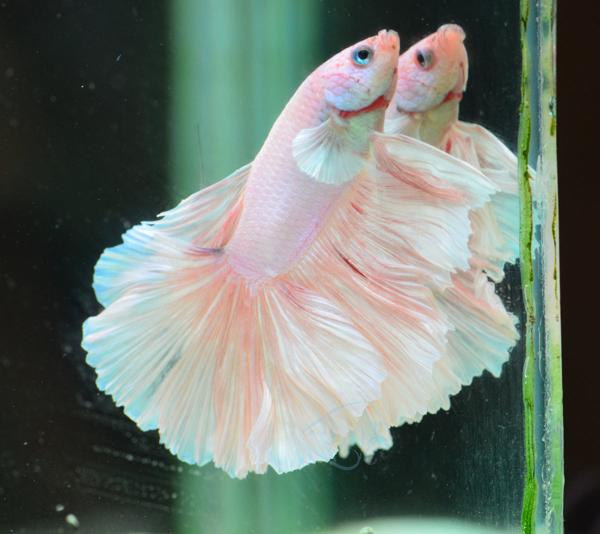 Platinum Halfmoon Male