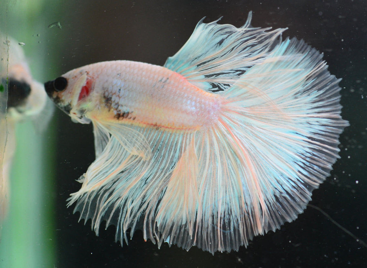 Opal Halfmoon Male