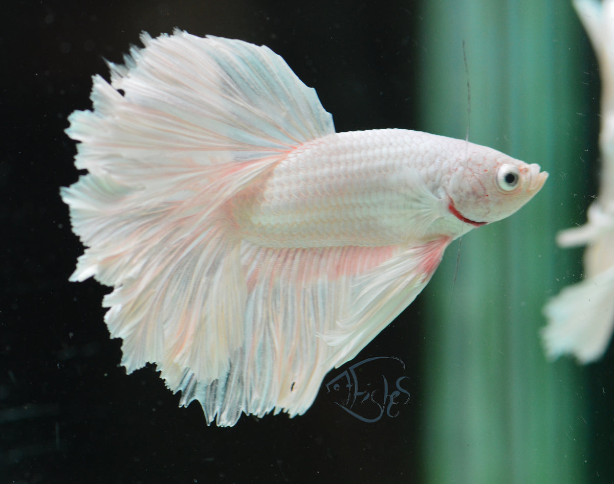 Platinum Halfmoon Male