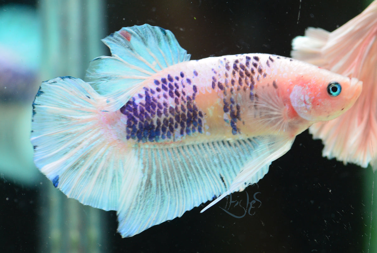 Giant Blue Marble HMPK Male