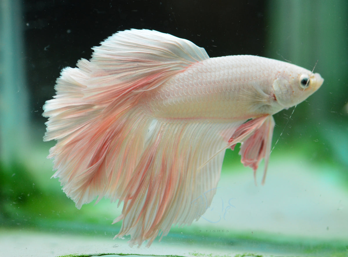 Platinum Halfmoon Male