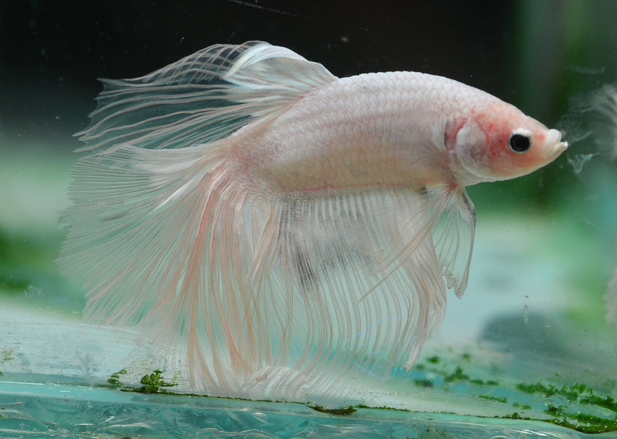 Opal Halfmoon Male