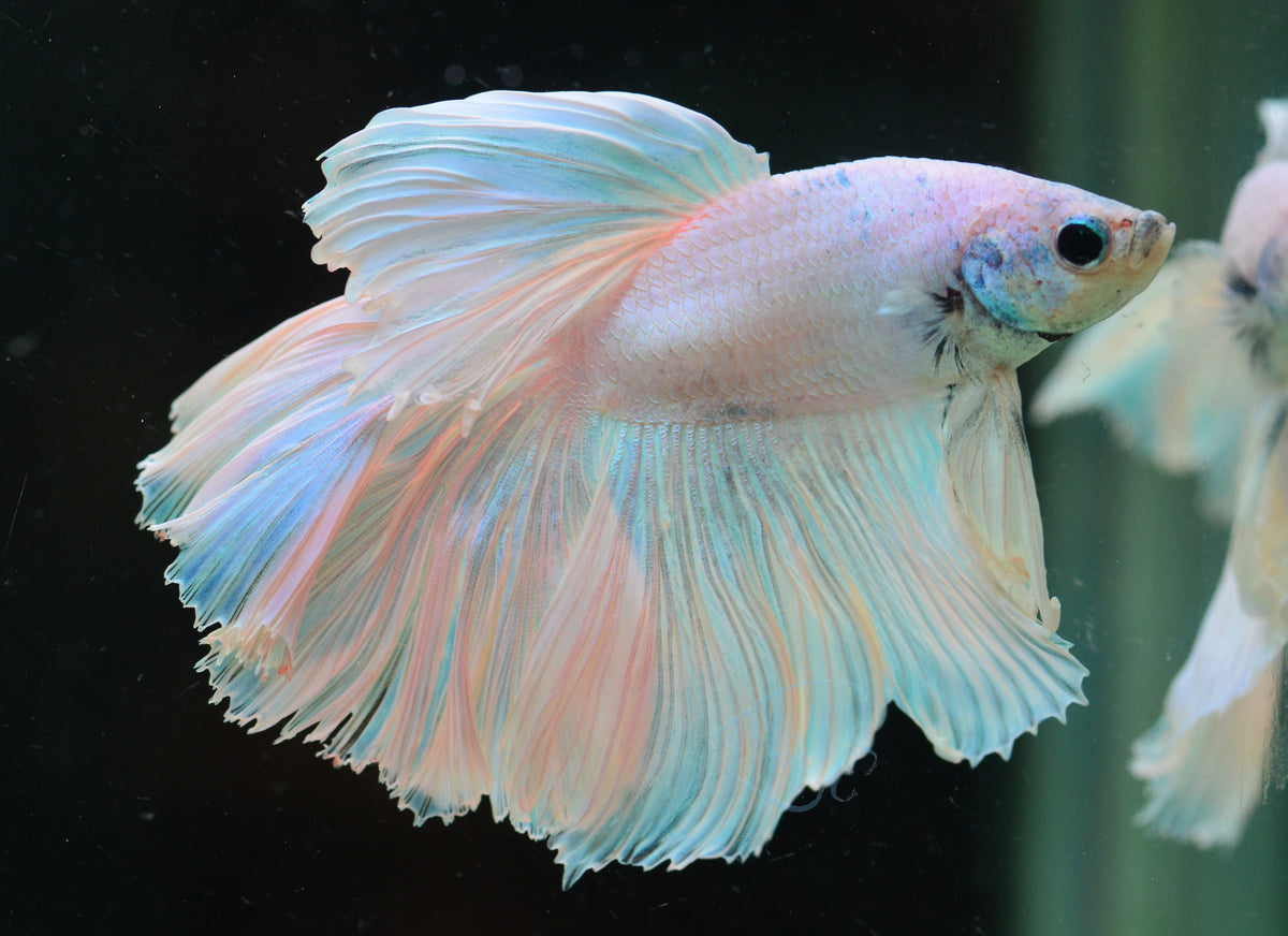 Platinum Halfmoon Male