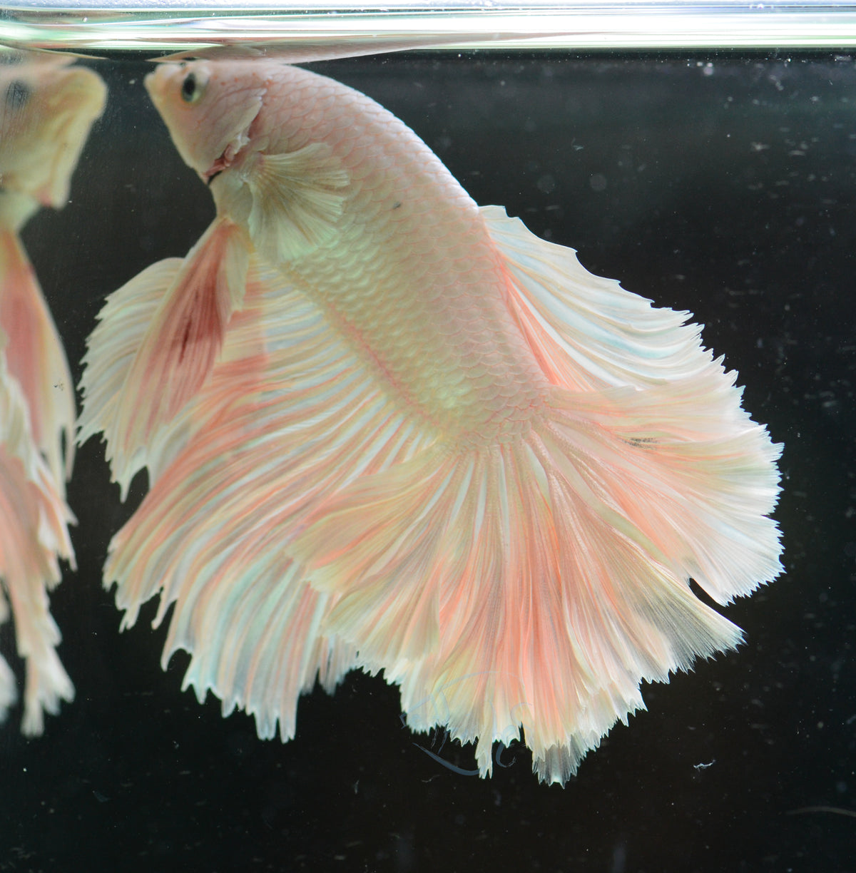 Platinum Halfmoon Male