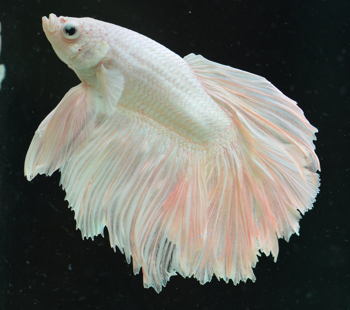 Platinum Halfmoon Male