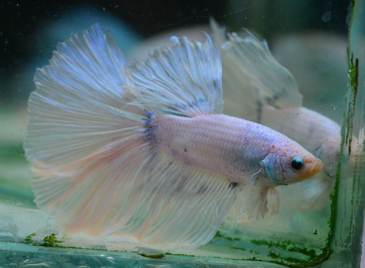 Platinum Halfmoon Male