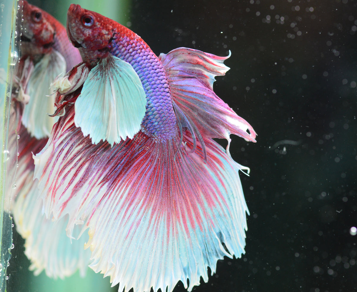 Lavender Dumbo Halfmoon Male