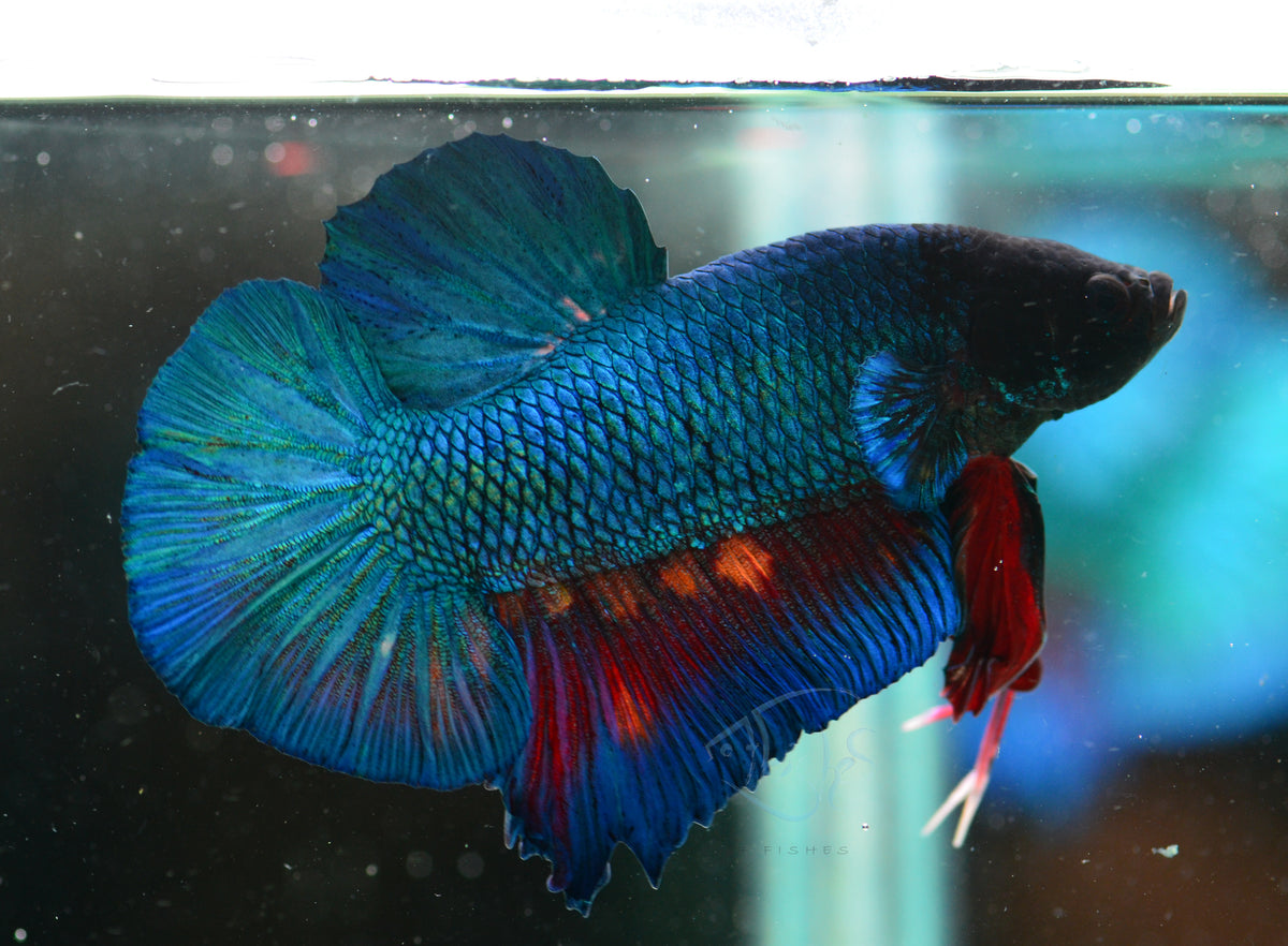 Giant Turquoise HMPK Male