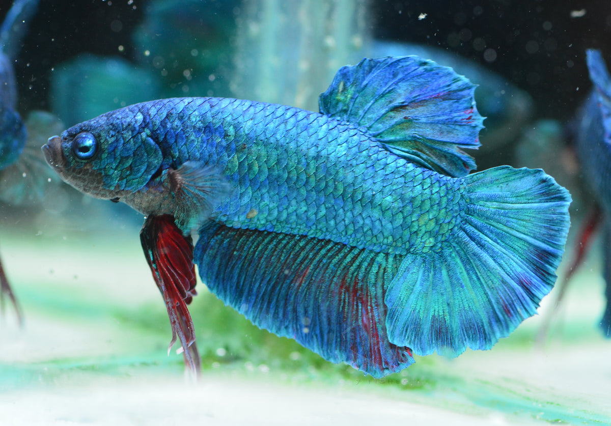 Giant Turquoise HMPK Male