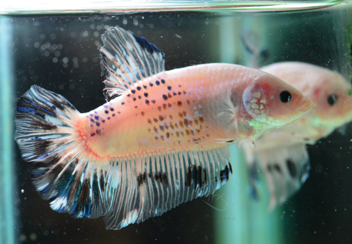 Giant Opal HMPK Male
