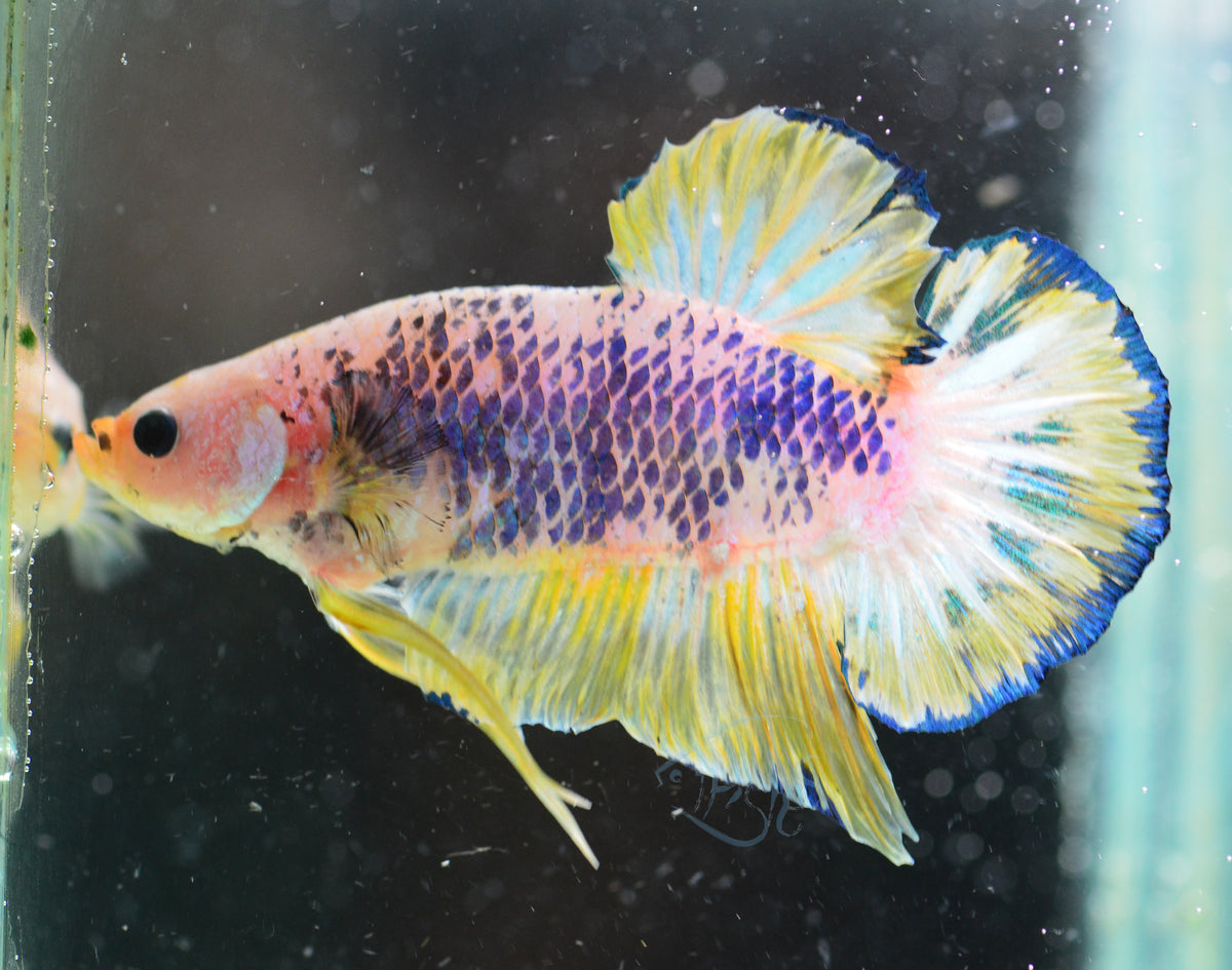 Giant Yellow Marble HMPK Male