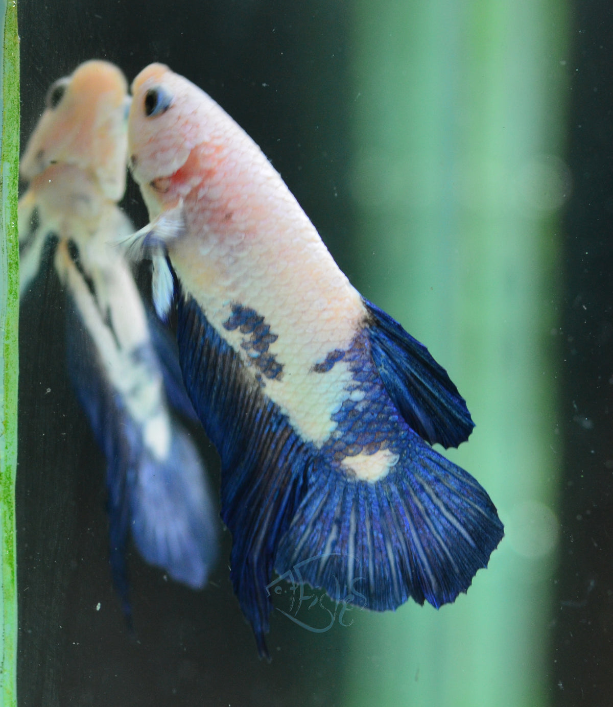 Blue Rim Plakat Male