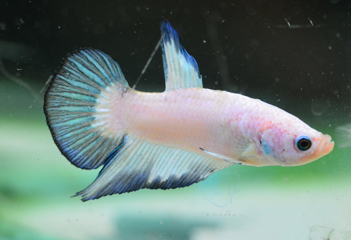 Blue Rim Plakat Male
