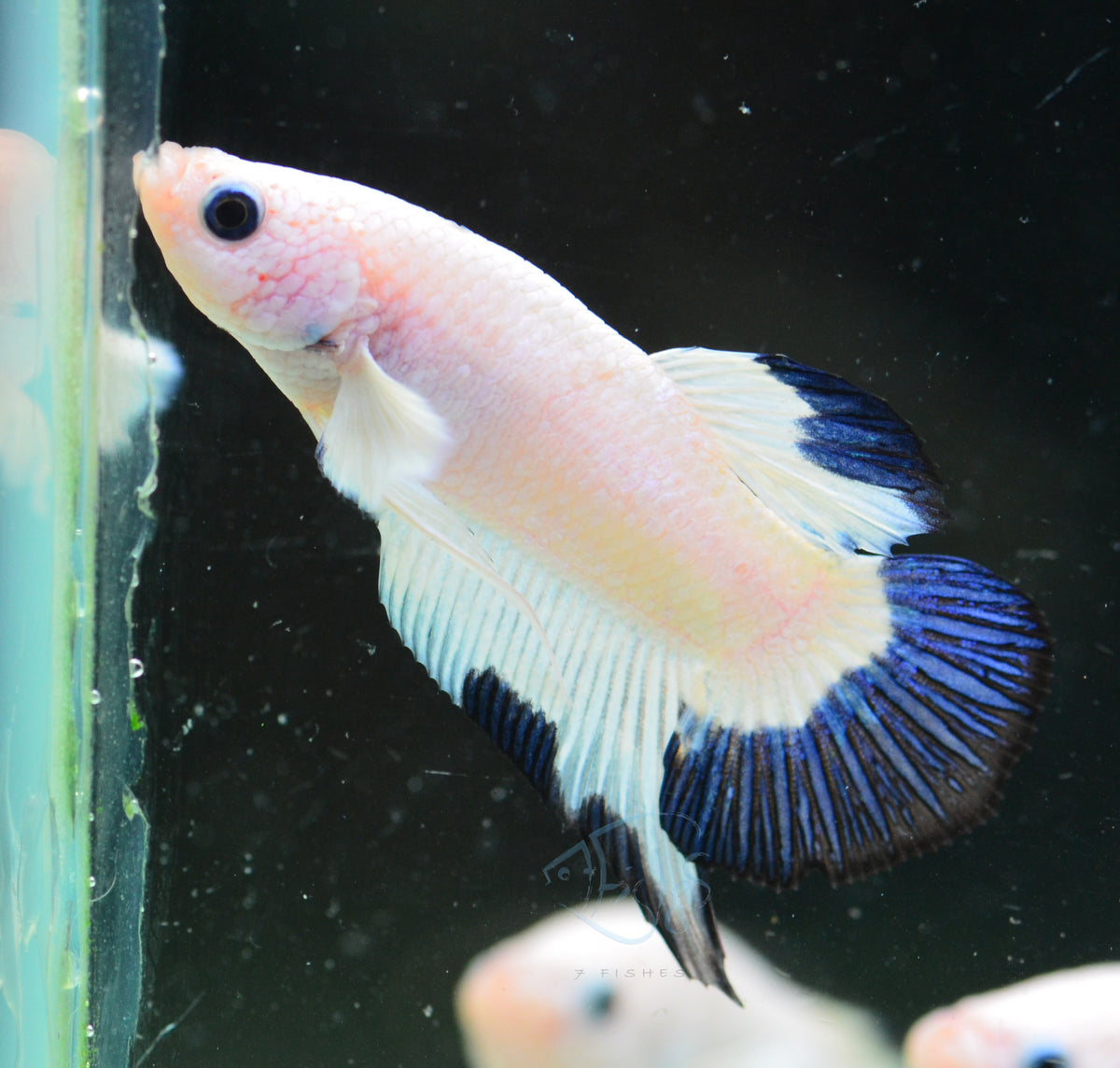 Blue Rim Plakat Male