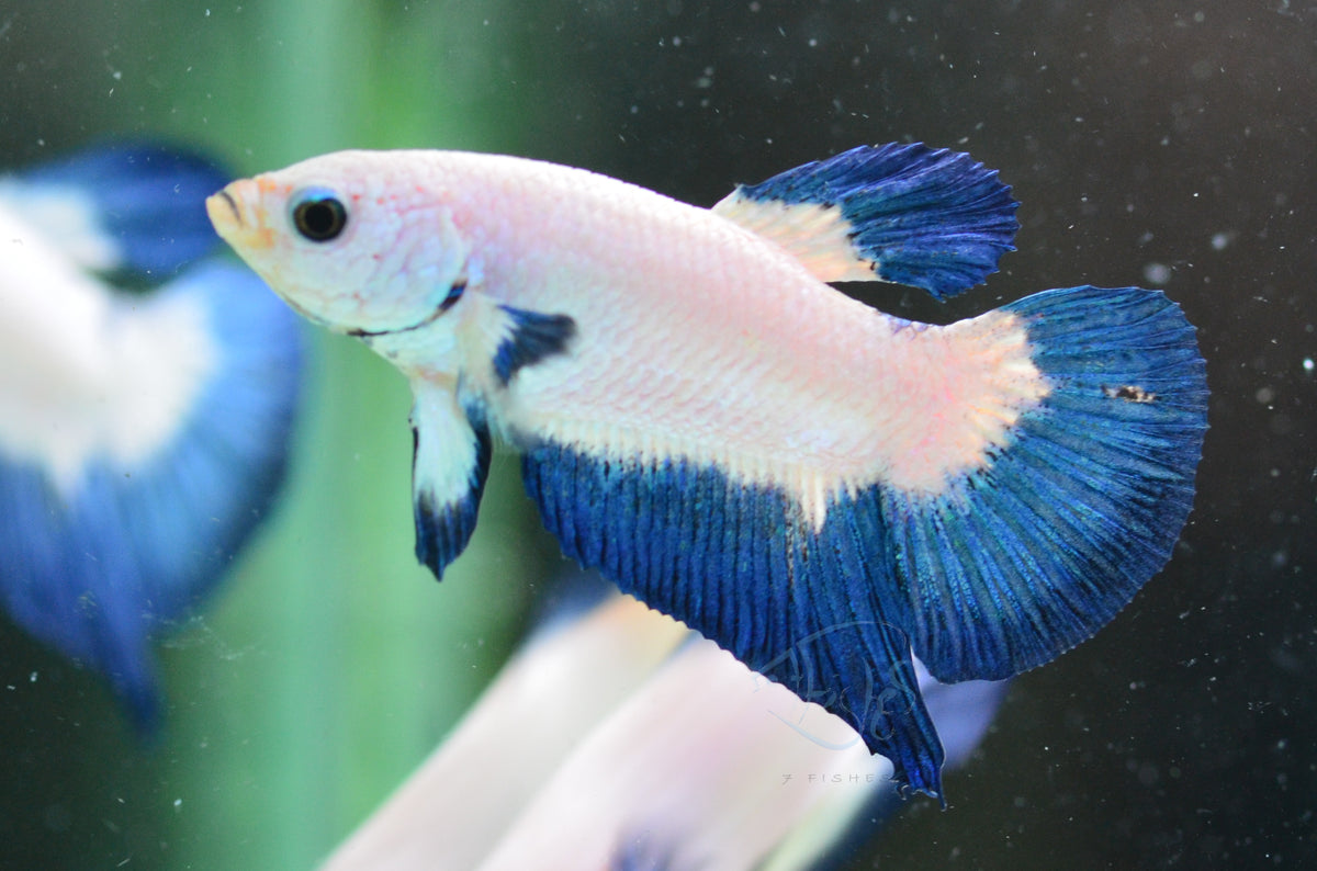 Blue Rim Plakat Male