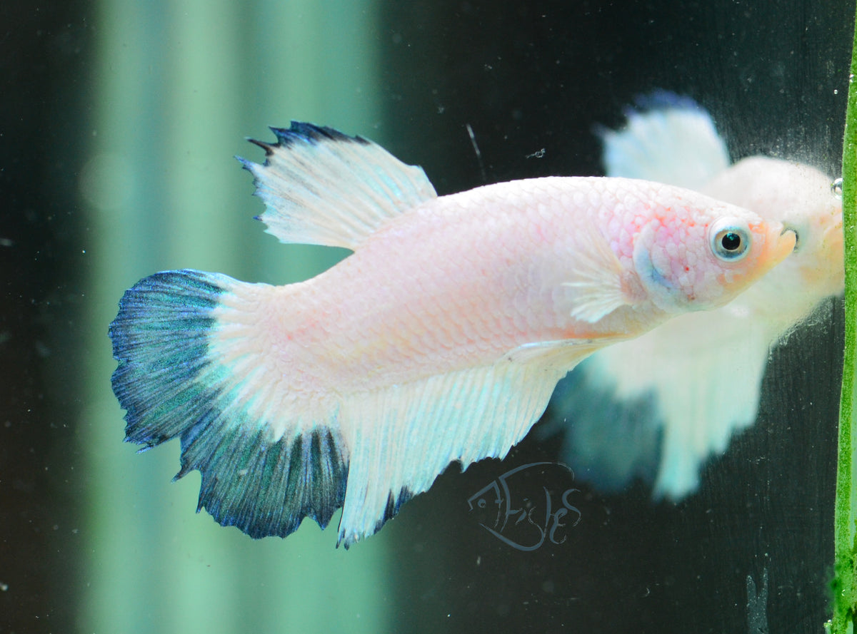Blue Rim Plakat Male