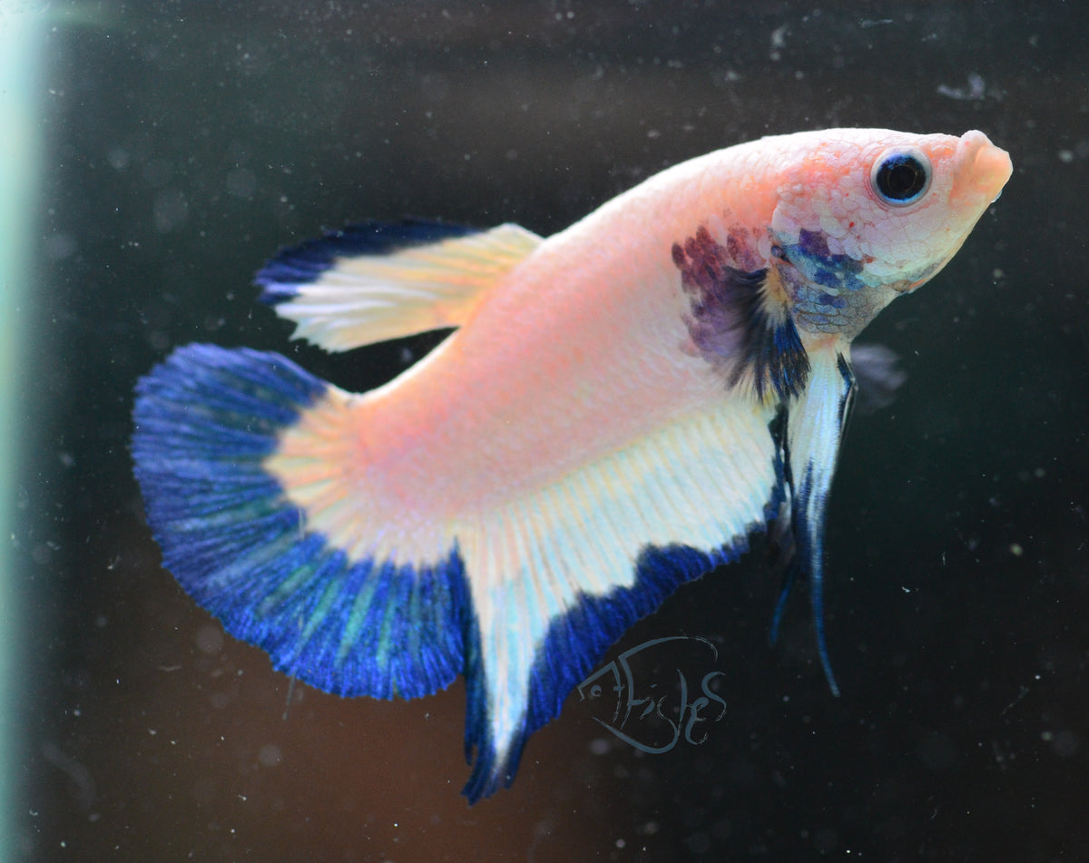 Blue Rim Plakat Male