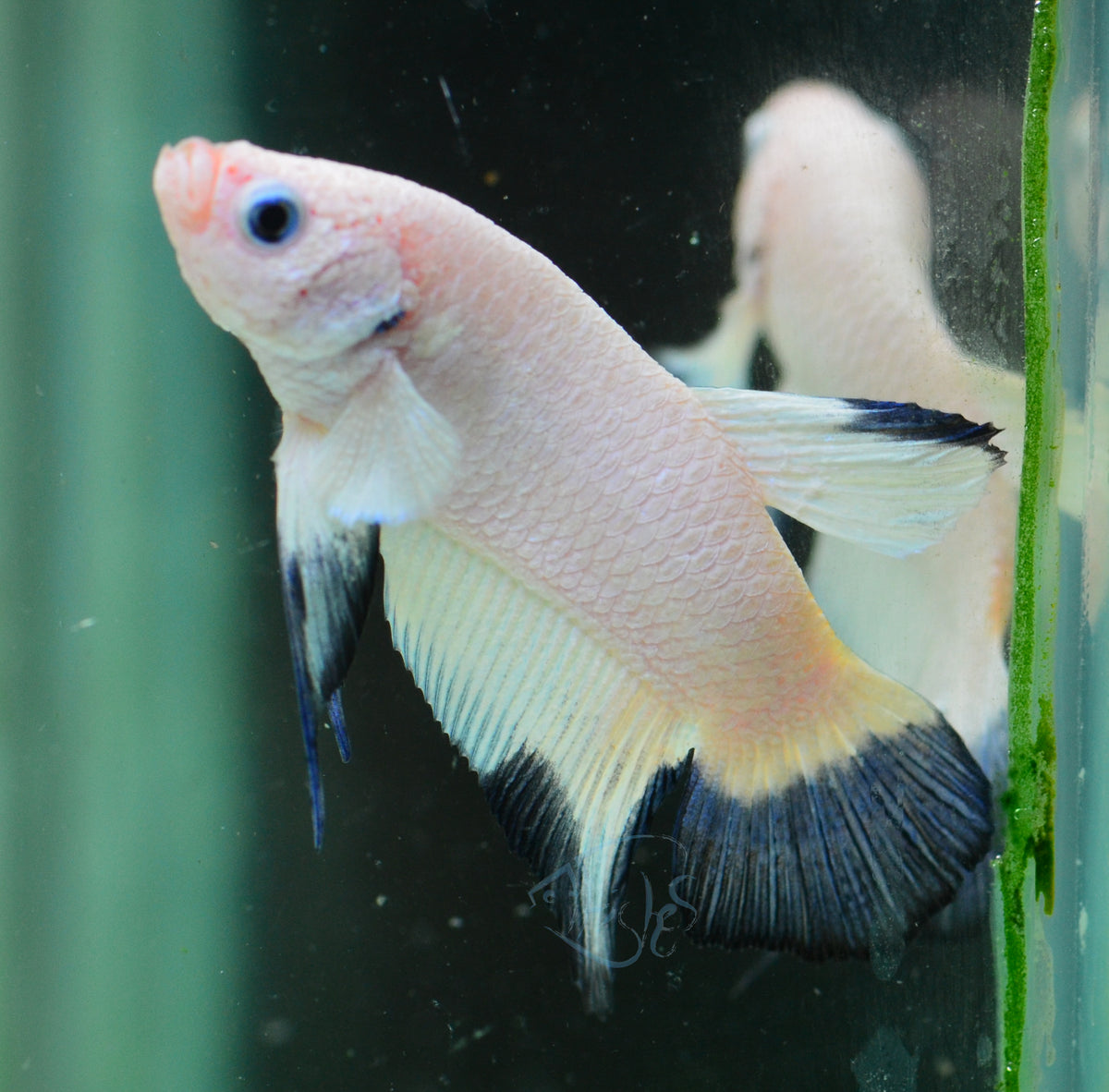Blue Rim Plakat Male