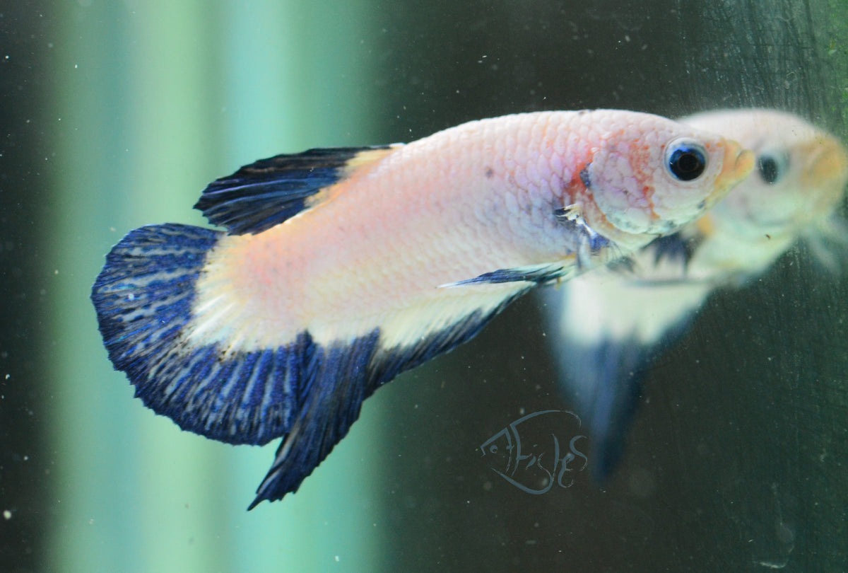 Blue Rim Plakat Male