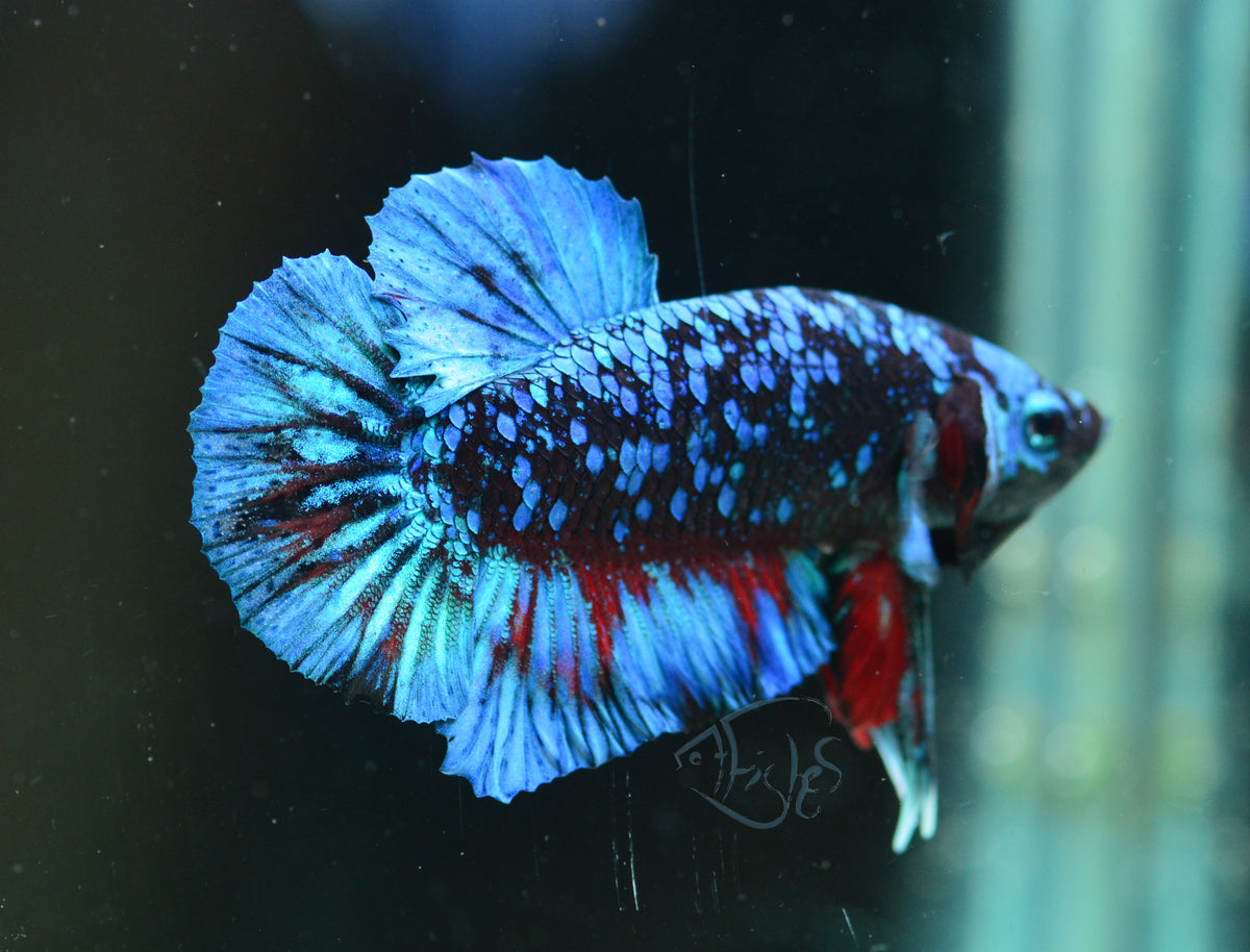 Avatar HMPK Male