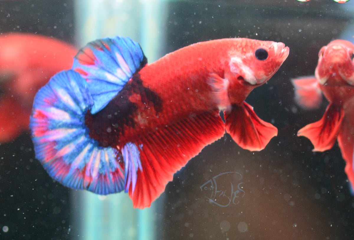 Hellboy Plakat Male