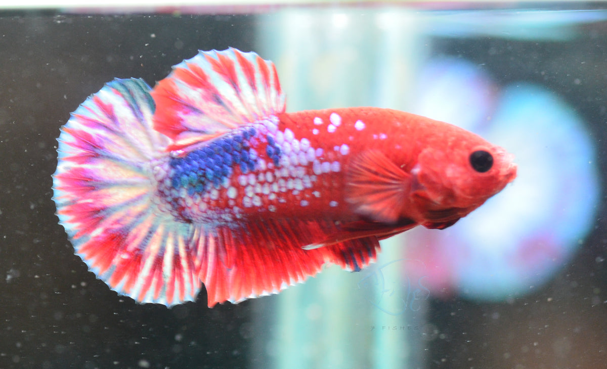 Hellboy Plakat Male