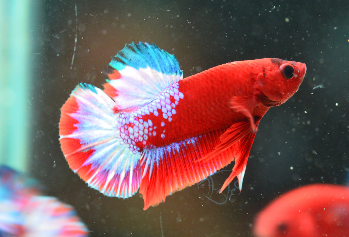 Hellboy Plakat Male