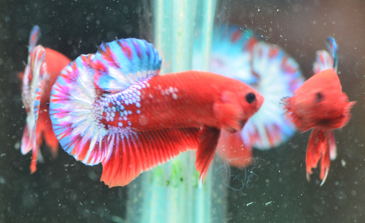Hellboy Plakat Male
