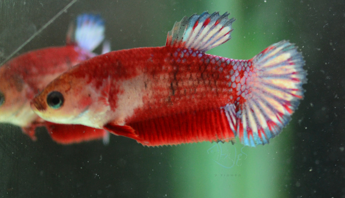 Hellboy Plakat Female
