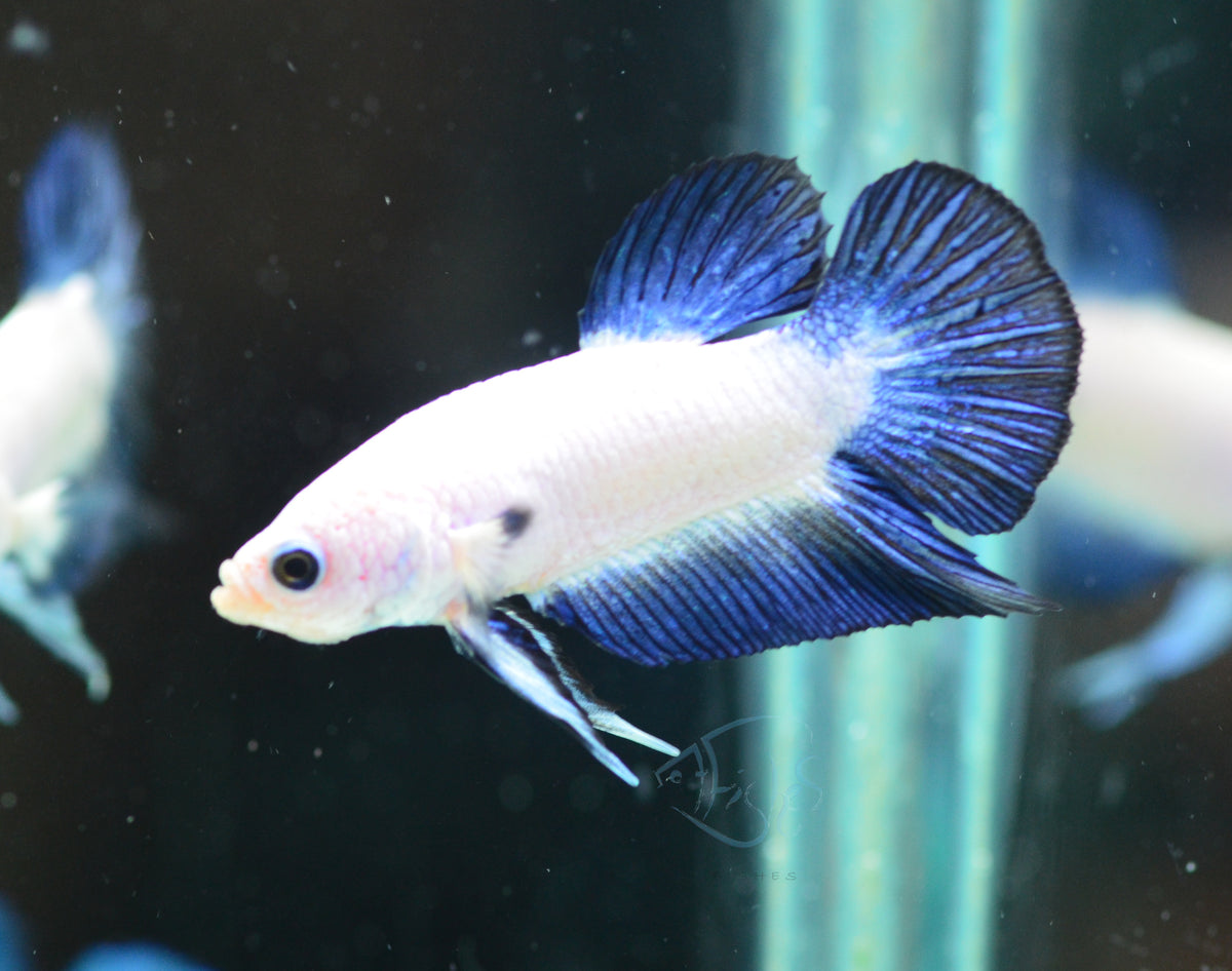 Blue Rim Plakat Male
