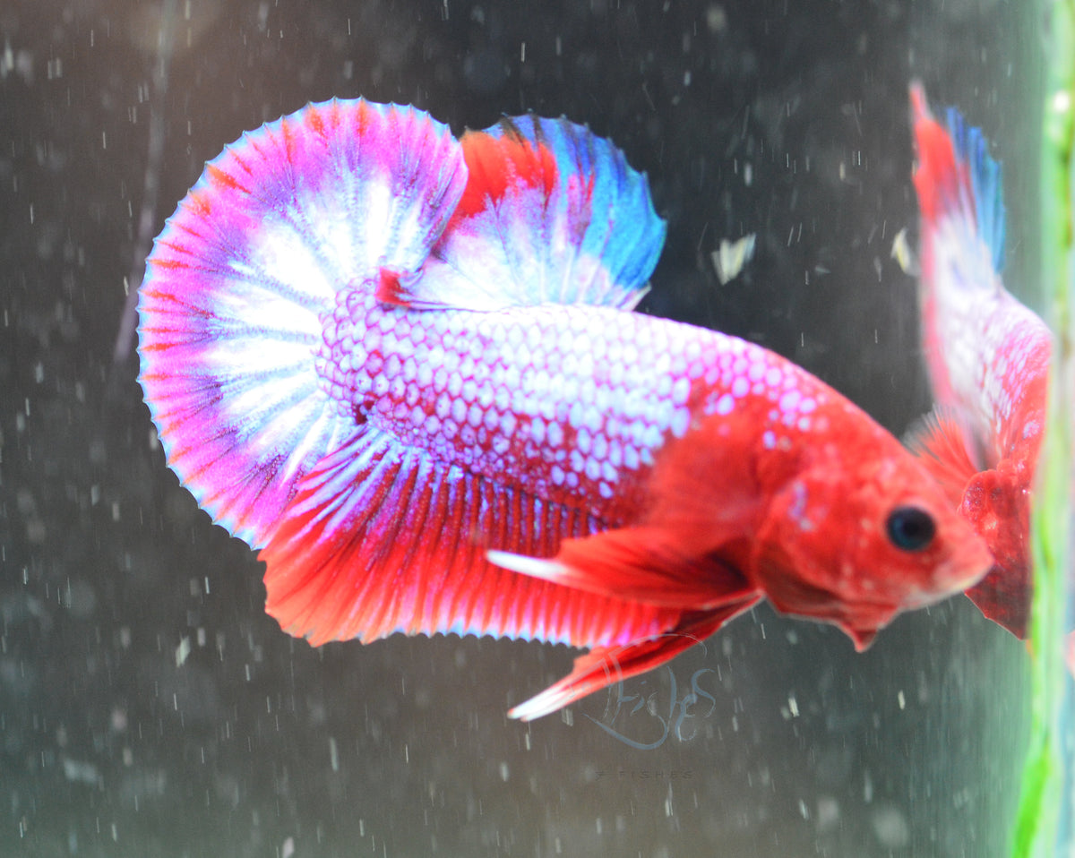 Hellboy Plakat Male
