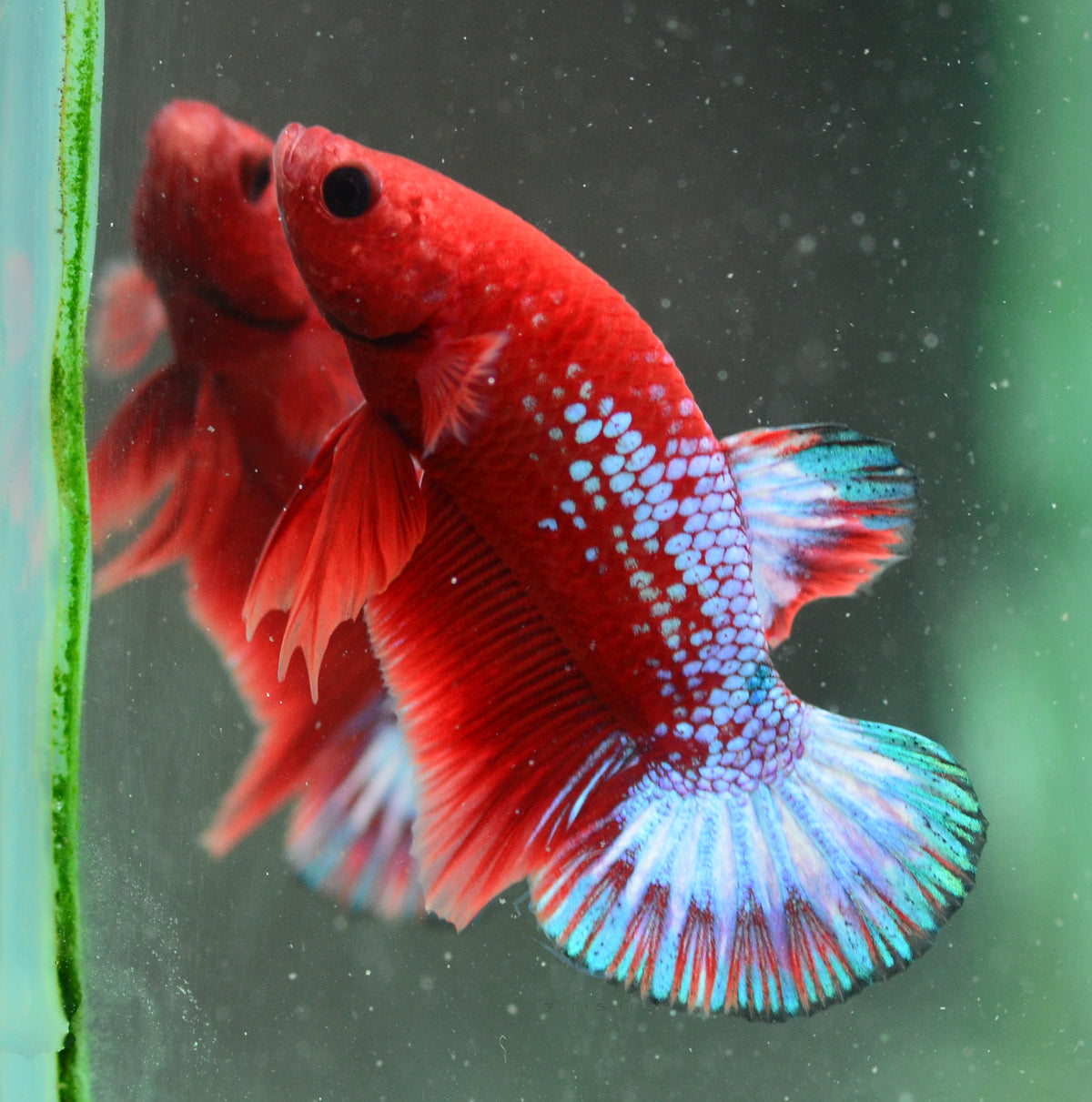 Hellboy Plakat Male