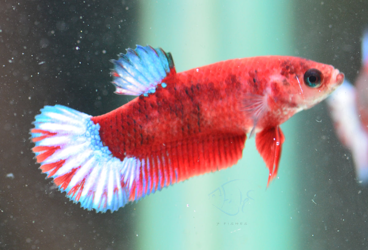 Hellboy Plakat Female