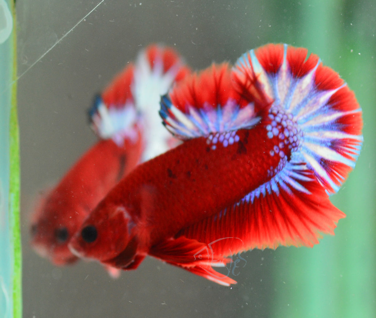 Hellboy Plakat Male