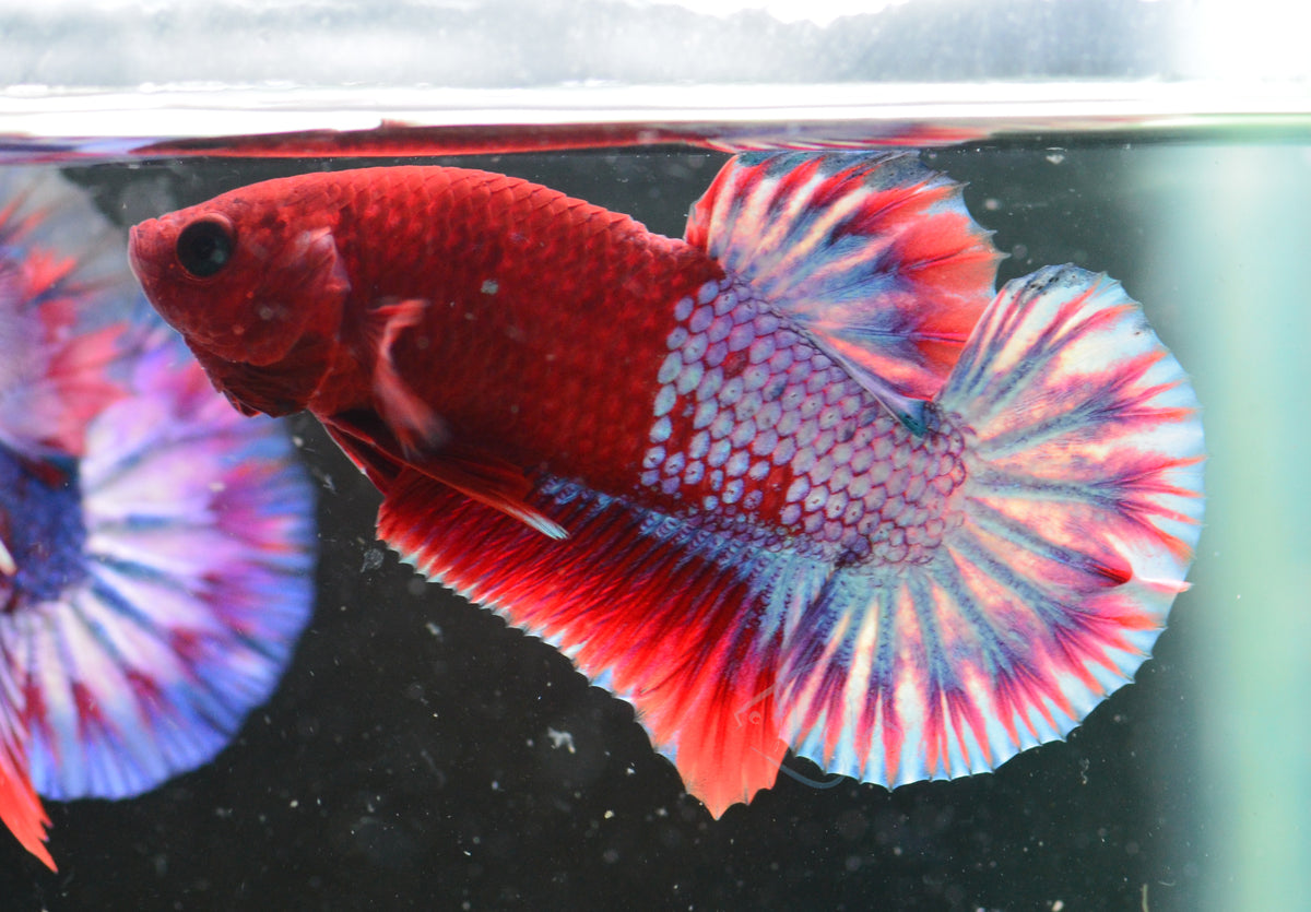 Hellboy Plakat Male
