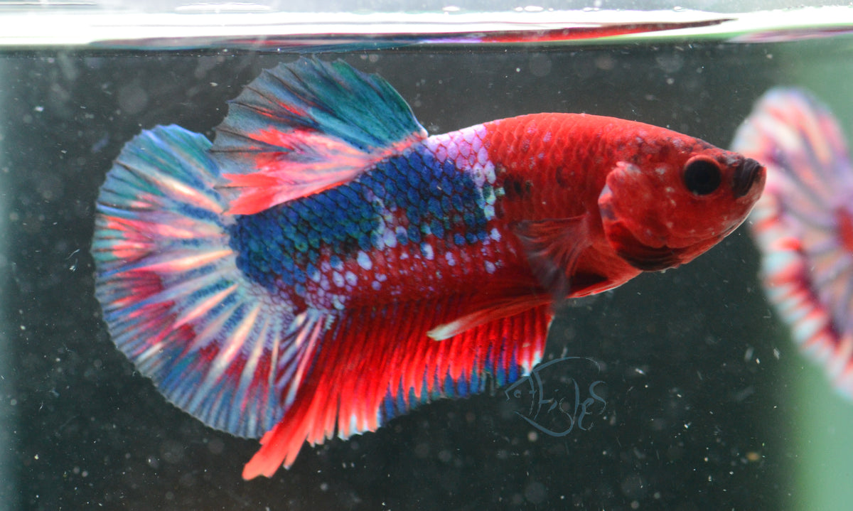 Hellboy Plakat Male