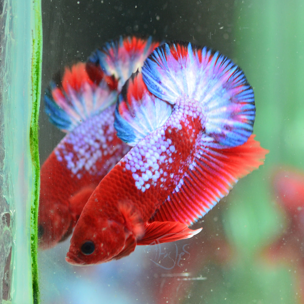 Hellboy Plakat Male