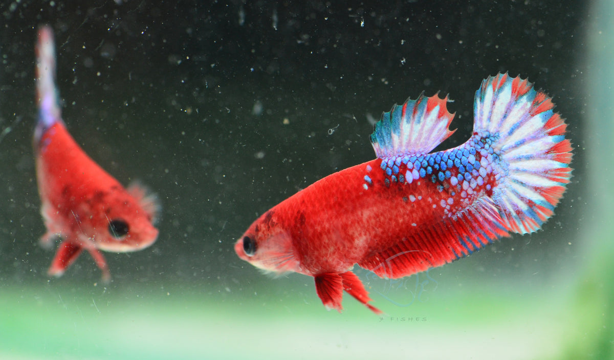 Hellboy Plakat Female