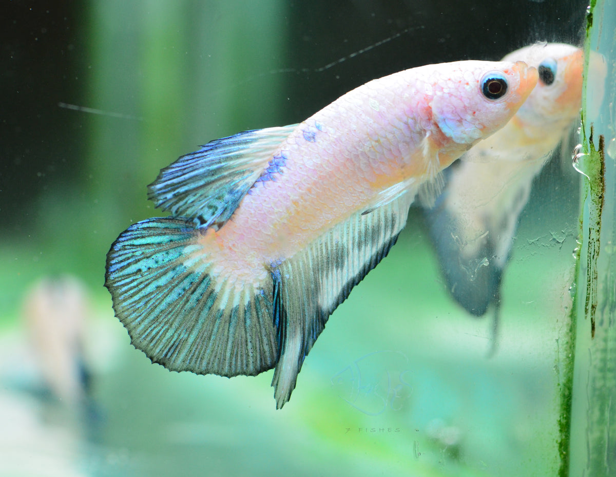Blue Rim Plakat Male