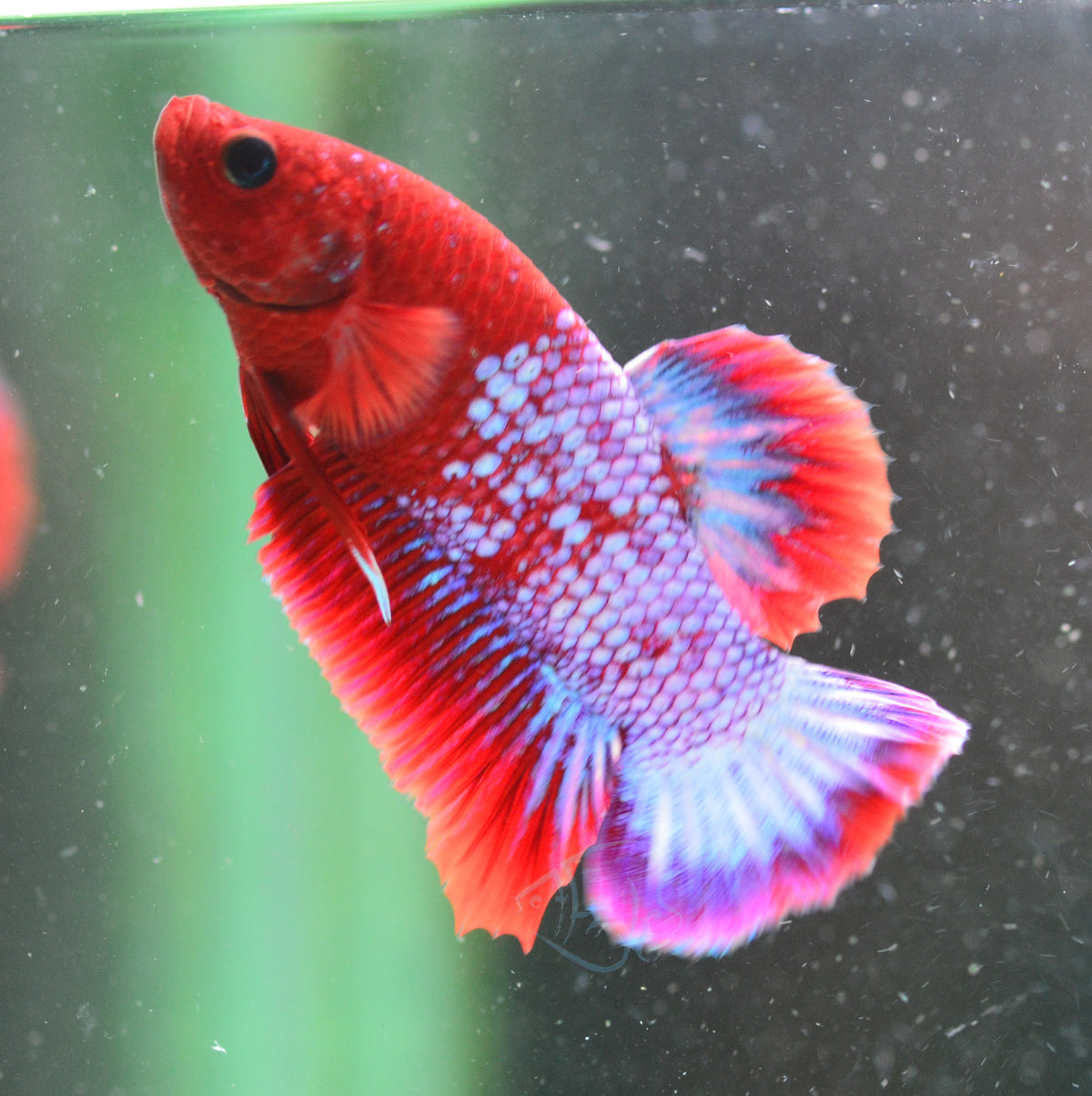 Hellboy Plakat Male