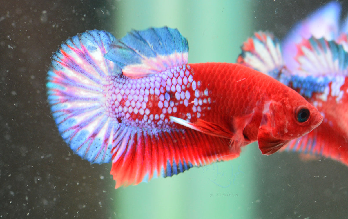 Hellboy Plakat Male