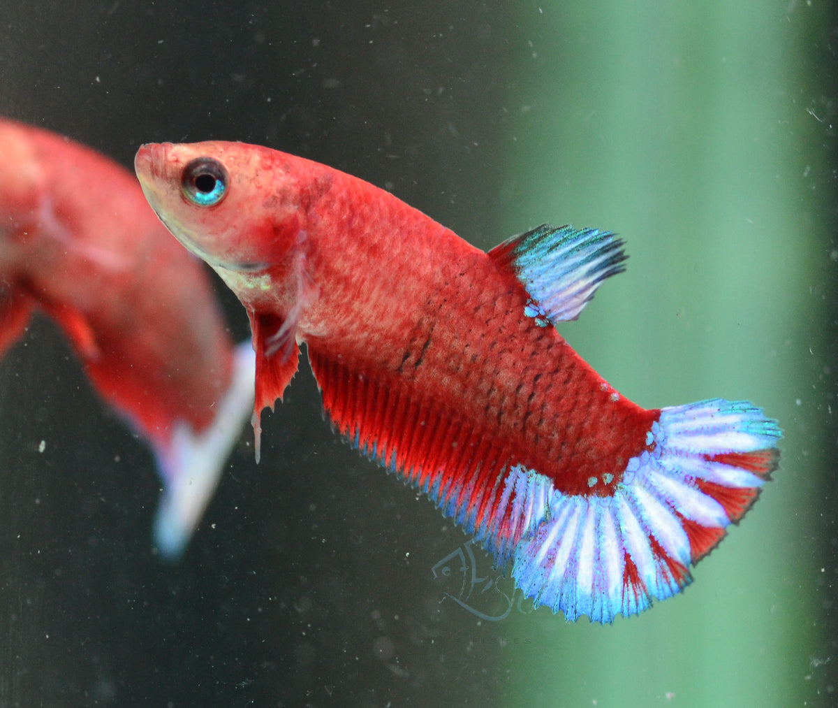 Hellboy Plakat Female