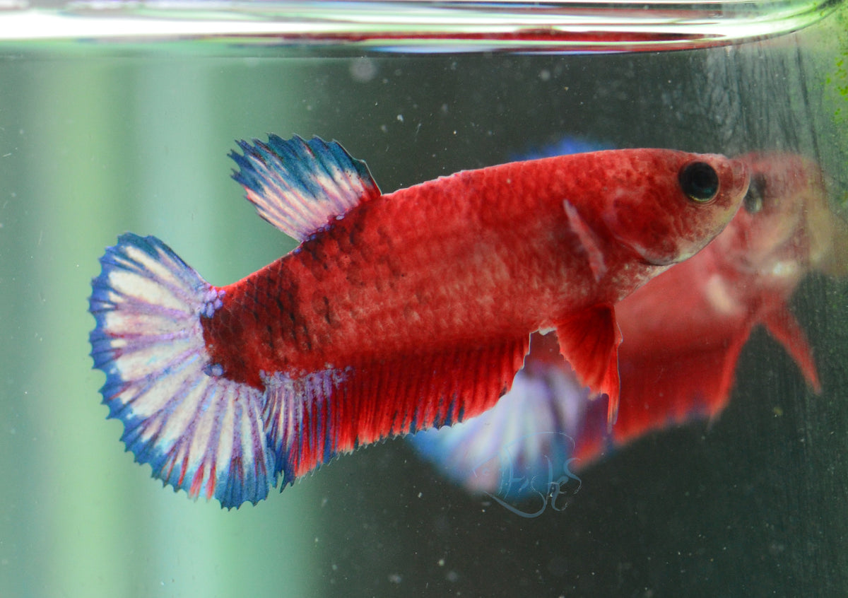 Hellboy Plakat Female