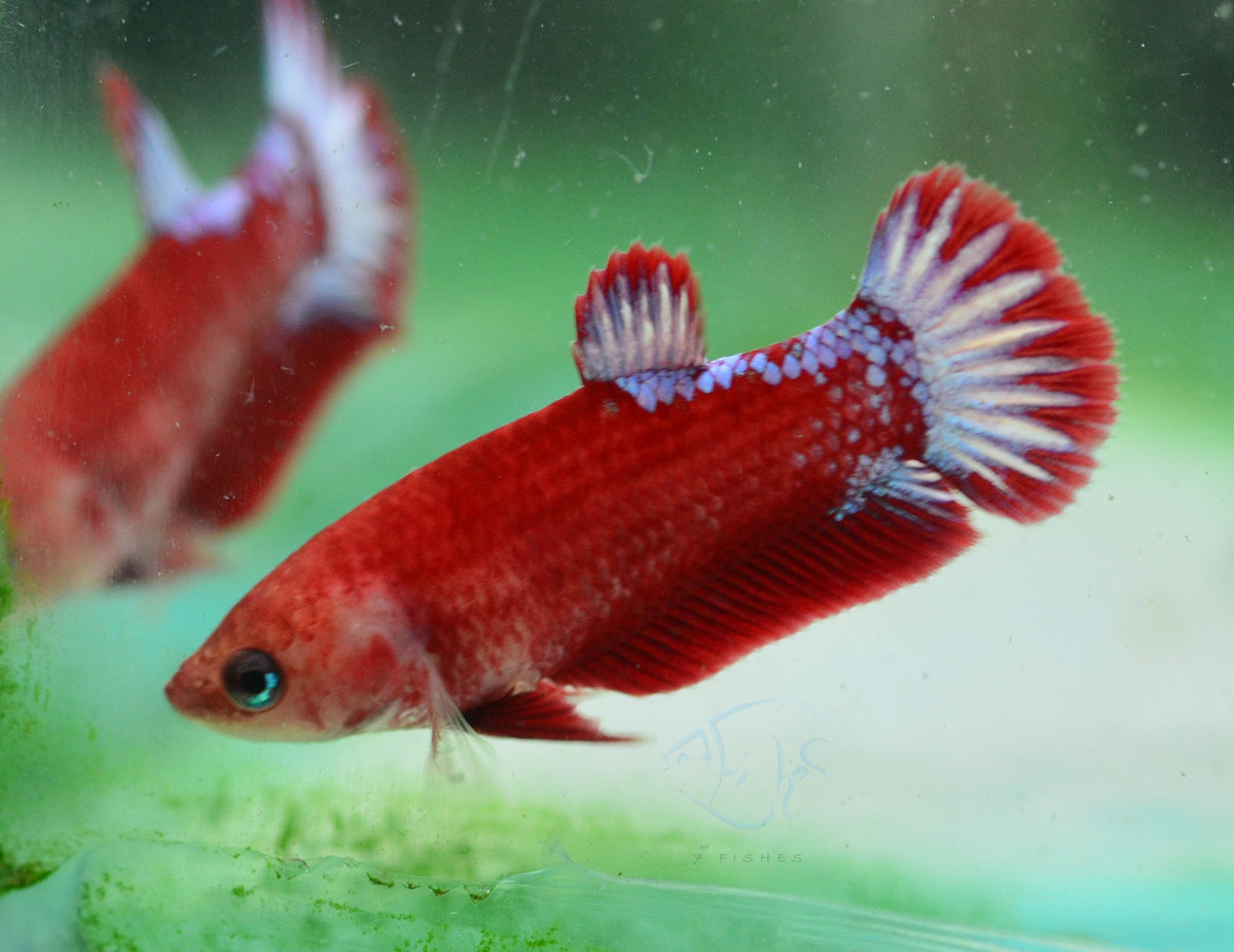 Hellboy Plakat Female